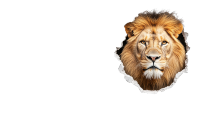 Lion emerging through torn wall on transparent background