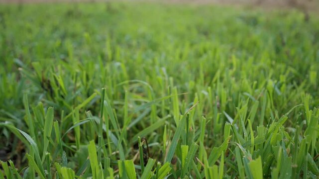 Fresh winter wheat sprouts with water droplets moving in wind closeup selective focus creating natural vibrant agricultural scene with soft depth and gentle motion in autumn season