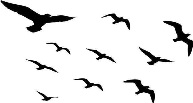 Flock of black silhouette seagulls flying in a clear white sky