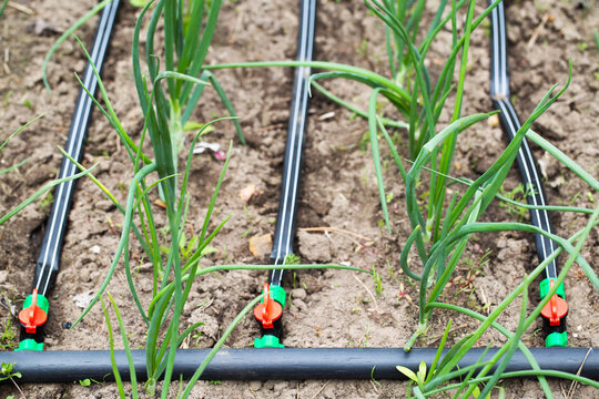 Modern drip irrigation system in a garden bed, close-up