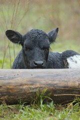 Fototapeta premium Wet fur on black face of calf cow closeup in field during rain weather on Texas farm.