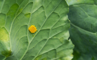 Yellow larvae on cabbage leaf of caterpillar or white butterfly pests, close-up
