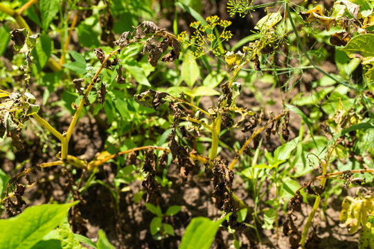 late blight disease on green potato tops, close-up