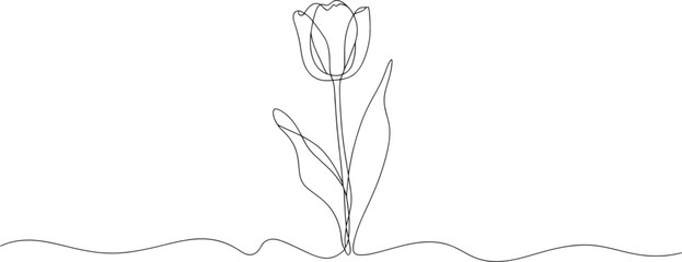 Elegant tulip flower one line drawing for spring beauty and minimalistic floral art prints today
