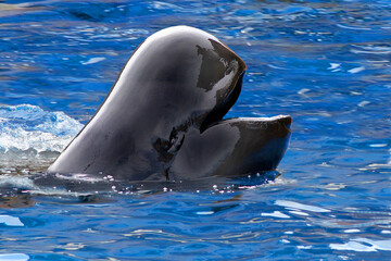 Fototapeta premium Rundkopfdelfin (Grampus griseus) schaut aus dem Wasser