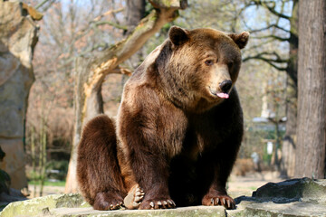 Fototapeta premium Europäischer Braunbär (Ursus arctos arctos) sitzt am Boden 