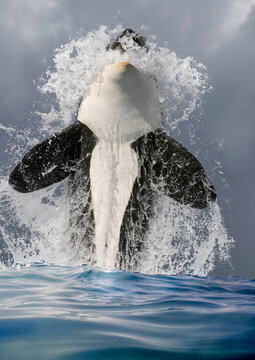  Schwertwal (Orcinus orca) auch Killerwal, Sprung aus Wasser, Wasserfont&auml;ne, frontal, von vorne