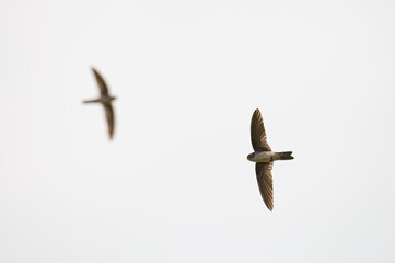 Flying Asian palm swift