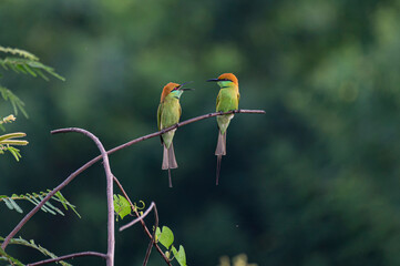 Funny bee-eaters yelling on other