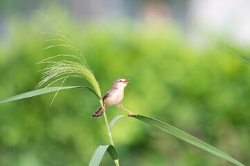 Little Plain Prinia bird singing on top of a grass