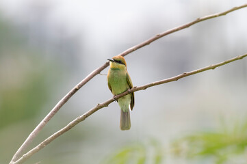 A young bee-eaters bird on a stick
