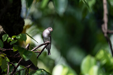 Asian flycatcher on a stick