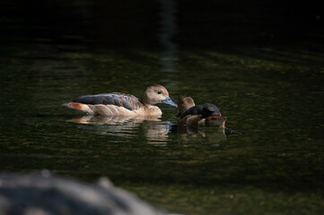 A lesser Whistling-Duck Dendrocygna javanica