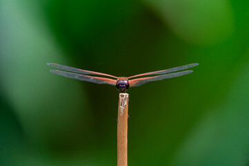 Orange dragonfly on a stick