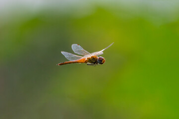 Flying orange dragonfly