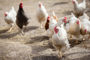 A group of chickens are standing in a field. The chickens are of different colors, including white, brown, and black.