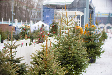 Winter market features snow-covered Christmas trees in a festive outdoor setting with holiday decorations and activities