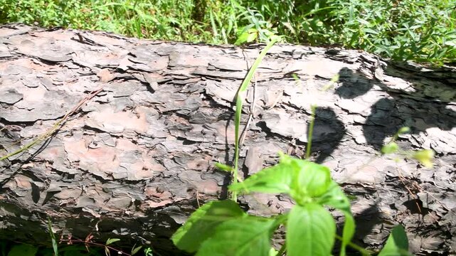 Red wood ants crawling on a fallen tree. Insects in the wild.