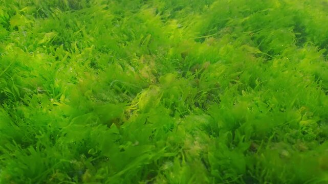 Carpet of Sea Lettuce green algae, Ulva lactuca covered seabed sway in flow of water. Underwater landscape of green seaweed on sea bottom. Scene of seafloor with green weed