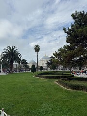palm trees in the park