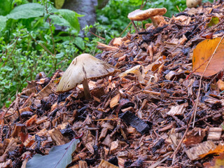 Naklejka premium Autumn and a single unidentified toadstools appears in woodland in Nidderdale, North Yorkshire, UK