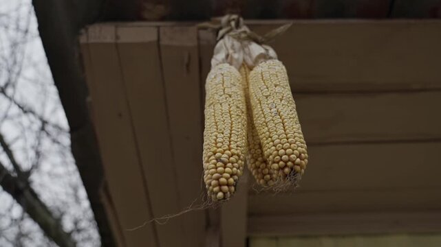 Dry corns hanging at house around. Corn Cobs hang under the roof to dry in the wind