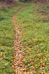 Rural nature with a path covered with autumn leaves.