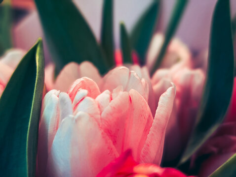 macro close up of delicate pink and white tulip petals and green leaves bouquet