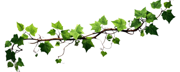 Diagonal Leaf Vine with Twisting Stems and Overlapping Leaves, Angled Perspective, Isolated.