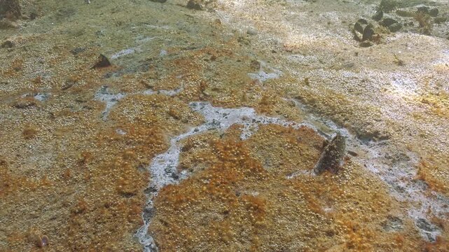 Benthic biofilm of microalgae synthesizing gas, and marine molding in eutrophication hotspot. Golden-brown colors of colonial unicellular algae with gas bubbles, and whitish spots of fungal mycelium