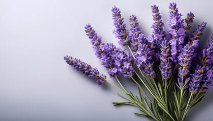 a delicate bunch of lavender flowers beautifully arranged on a soft light background