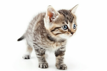 Adorable Tabby Kitten Looking Forward White Background