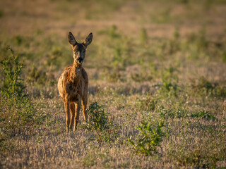 Young Roe Deer in the evening sun