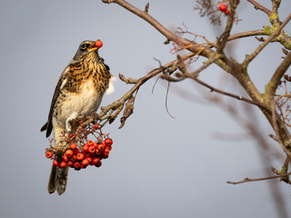 Fieldfare Bird Feeding on Red berries whilst perched on a branch