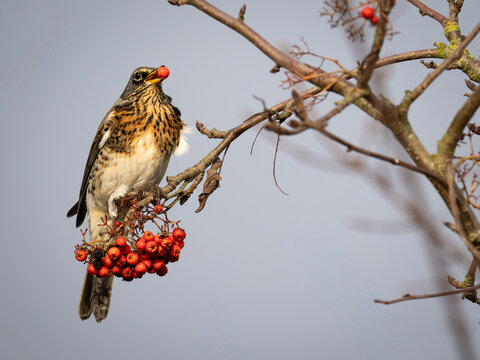 Fieldfare Bird Feeding on Red berries whilst perched on a branch