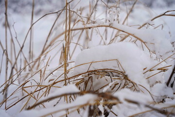 Dry grass and snow in a mountainous area. November.