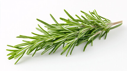 Fototapeta premium Fresh green rosemary sprig with aromatic leaves, perfect for culinary use