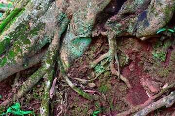 An intricate network of tree roots emerging from the moist forest soil, showcasing age, texture, greenery, and the raw character of a thriving natural habitat