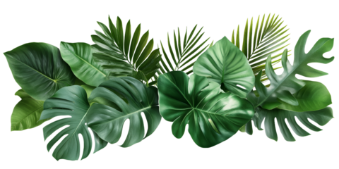 Zestaw zielonych liści egzotycznych
