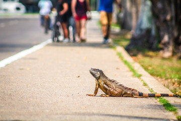 Iguana crossing the street in tampico tamaulipas