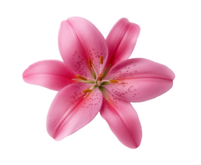 Różowa lilia na białym tle – delikatna piękność kwiatów makro

