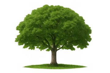 Green tree standing on grass isolated with a transparent background, depicting nature and environmental themes
