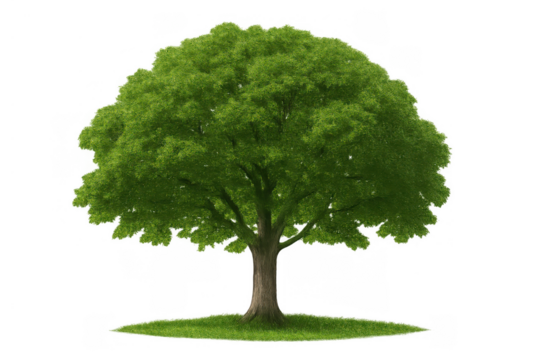 Green tree standing on grass isolated with a transparent background, depicting nature and environmental themes