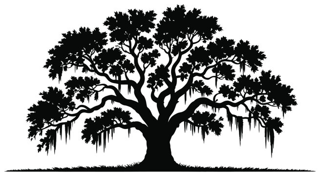 Majestic live oak tree silhouette, detailed southern oak with spanish moss hanging from branches, isolated on white background, suitable for botanical illustrations, landscape projects