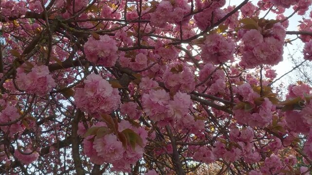 Panorama of the deep-pink flowers of a Japanese cherry tree in full bloom, backlit by sunlight, with sun glare on the lens. Double flowers of Cerasus Sato-zakura, Prunus Kanzan 