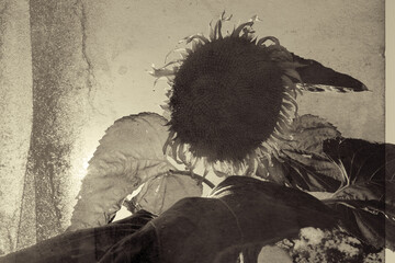 Rustic vintage style sunflower art with old grunge texture in sepia tone over flower.