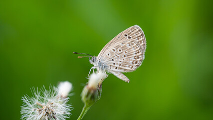 A small butterfly perched delicately on a wildflower against a soft green background.