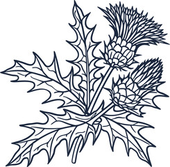 Fototapeta premium Thistle flower illustration, detailed botanical drawing with leaves and stems, hand drawn outline nature art