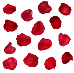 Fototapeta premium Many red rose petals on white background