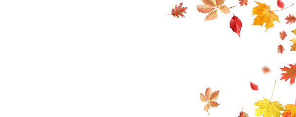 Autumn leaves flying in air on white background